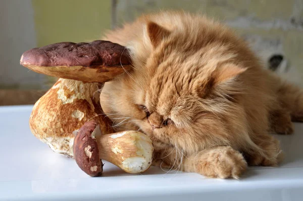 Chat rouge couché sur une table près des champignons. — Photo