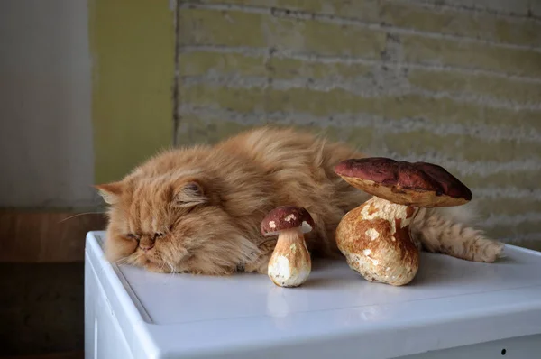 Червоний кіт лежить на столі біля грибів . — стокове фото