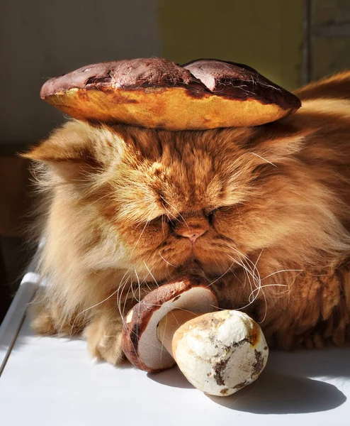 Chat rouge couché sur une table près des champignons. — Photo