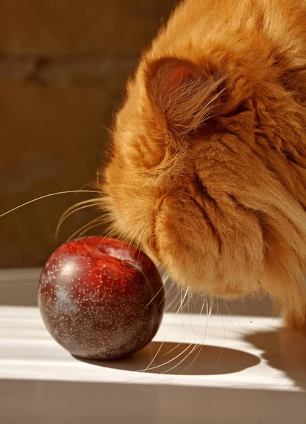 Chat persan pelucheux rouge et prune sur la table blanche — Photo