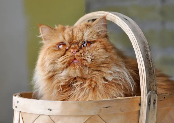 Чарівний червоний купецький кіт сидить у плетеному кошику — стокове фото