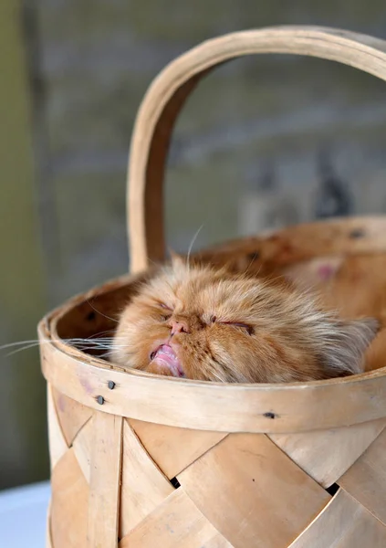 Kucing domektik merah manis yang duduk di keranjang Wicker — Stok Foto