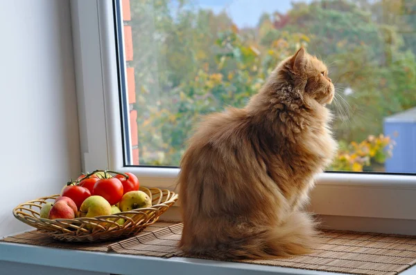 Gato rojo con manzanas y tomates mira por la ventana — Foto de Stock
