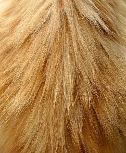 Hosszú haj gyömbér macska szőrme háttér vagy textúra. — Stock Fotó