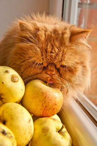 Chat rouge aux pommes regarde par la fenêtre — Photo