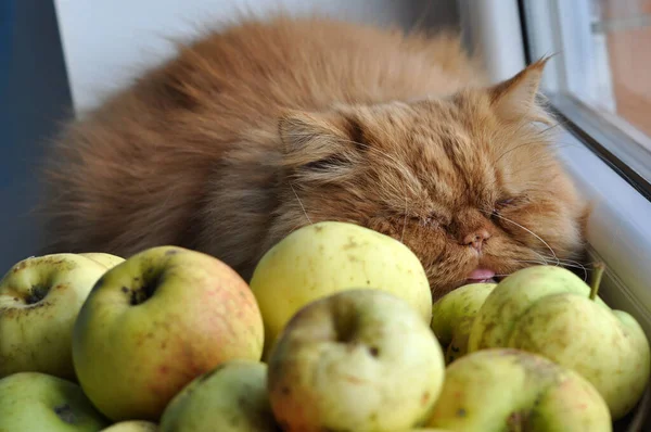 赤い猫とリンゴは窓の外を見る — ストック写真