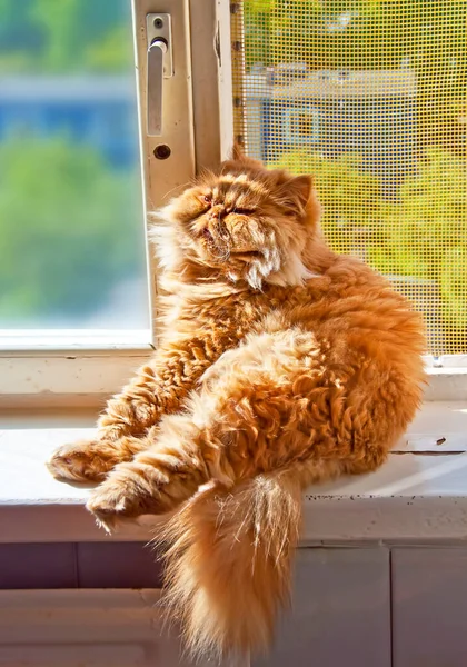 Gato vermelho senta-se no peitoril da janela em uma pose engraçada — Fotografia de Stock