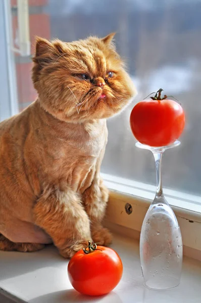 Смішний червоний кіт сидить з червоним помідором — стокове фото