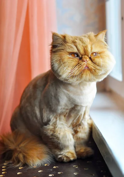Αστεία περιποίηση Περσική γάτα κάθεται στο περβάζι του παραθύρου — Φωτογραφία Αρχείου