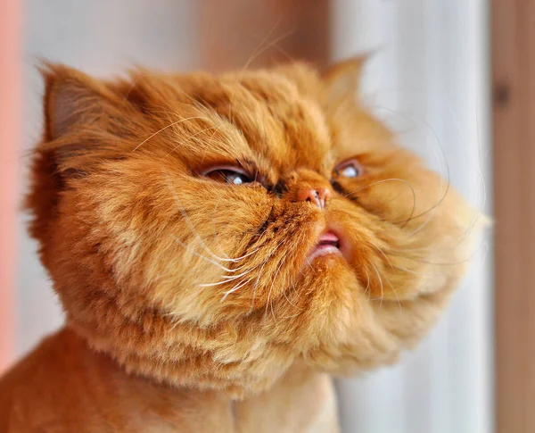 Funny grooming Persian cat sitting on windowsill