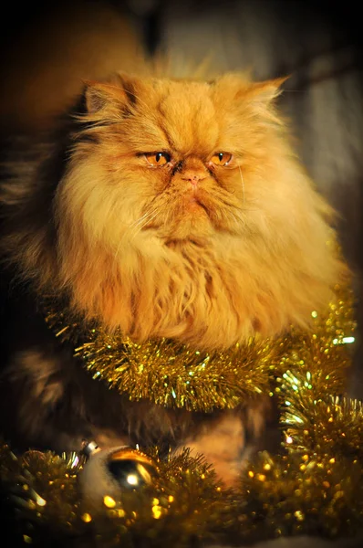 Αστεία χνουδωτή κόκκινη περσική γάτα με γιρλάντες — Φωτογραφία Αρχείου