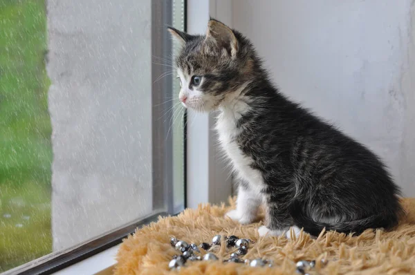 Pequeño gato tabby mira la lluvia por la ventana. —  Fotos de Stock