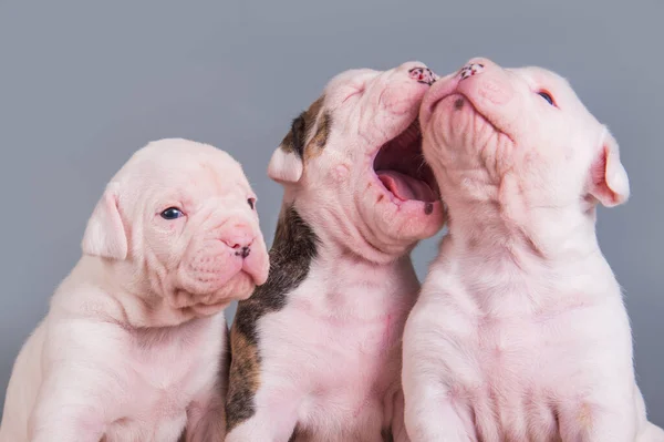 Drie grappige Amerikaanse Bulldog puppy 's op grijs — Stockfoto