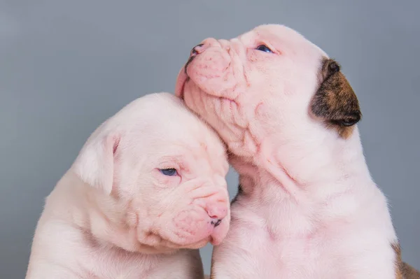 Twee grappige Amerikaanse Bulldog puppy 's op grijs — Stockfoto