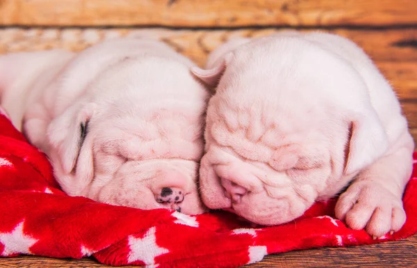 Zwei lustige American Bulldog Welpen Hunde schlafen — Stockfoto