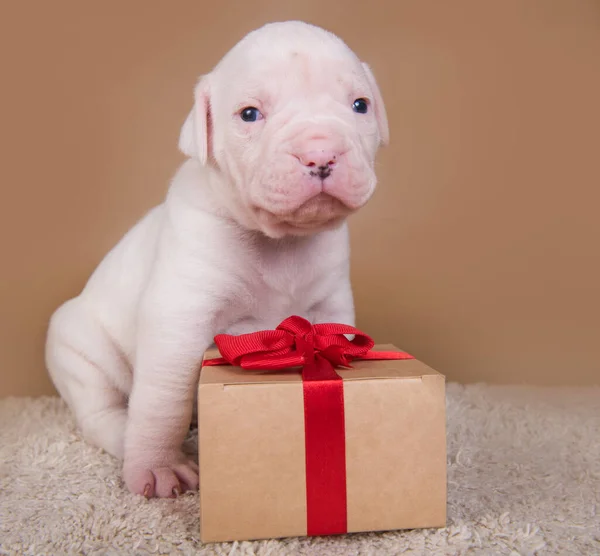 Amerykański Bulldog szczeniak siedzi z pudełkiem prezentów — Zdjęcie stockowe