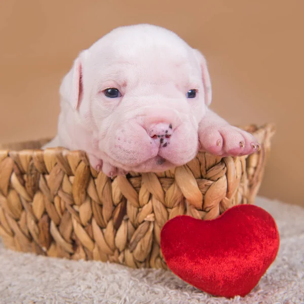 American Bulldog puppy dog in a basket with heart — Stock Photo, Image