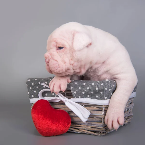 American Bulldog szczeniak w koszyku z sercem — Zdjęcie stockowe