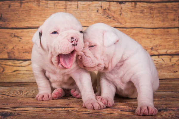 Two funny American Bulldog puppies dogs on wooden — Stock Photo, Image