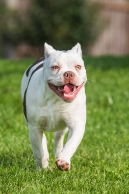 Amerikan zorba köpek yavrusu çimlerde hareket ediyor