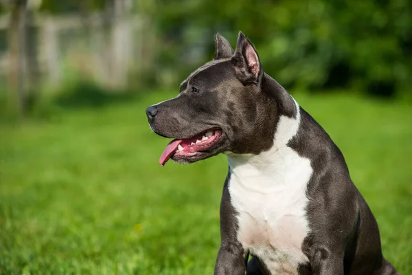 Χαριτωμένο μπλε μαλλιά American Staffordshire Terrier σκυλί — Φωτογραφία Αρχείου