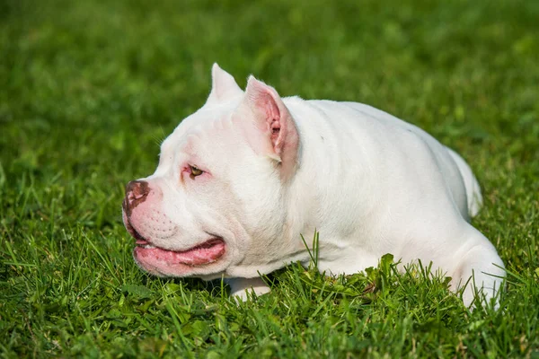 American Bully cachorro perro se encuentra en la hierba verde —  Fotos de Stock