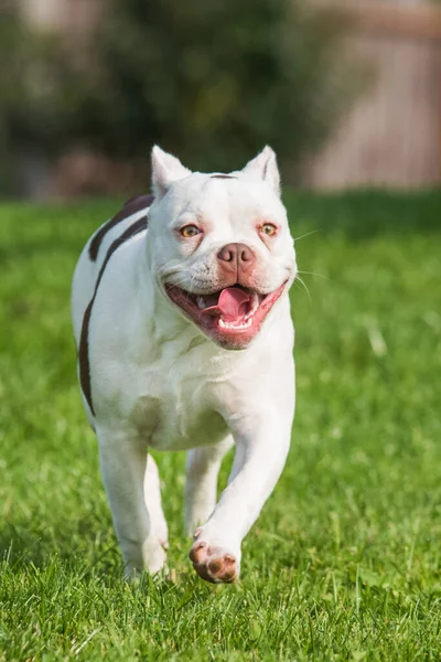 American Bully cachorro cão em movimento na grama — Fotografia de Stock