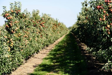 Hamburg 'un yanındaki Eski Topraklarda Elma Hasadı Zamanı