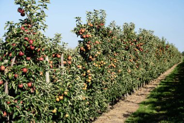 Hamburg 'un yanındaki Eski Topraklarda Elma Hasadı Zamanı