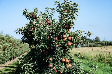 Hamburg 'un yanındaki Eski Topraklarda Elma Hasadı Zamanı