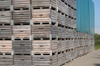 Hamburg 'un yanındaki Eski Topraklarda Elma Hasadı Zamanı