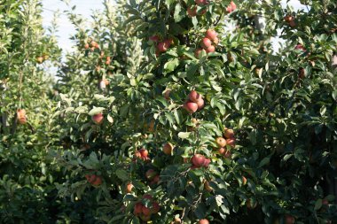 Hamburg 'un yanındaki Eski Topraklarda Elma Hasadı Zamanı