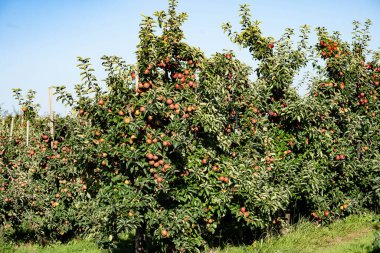 Hamburg 'un yanındaki Eski Topraklarda Elma Hasadı Zamanı
