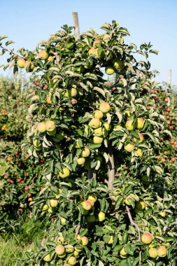 Hamburg 'un yanındaki Eski Topraklarda Elma Hasadı Zamanı