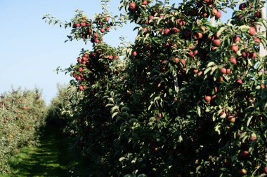 Hamburg 'un yanındaki Eski Topraklarda Elma Hasadı Zamanı