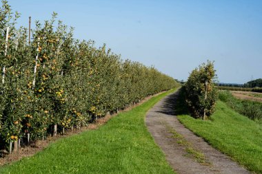 Hamburg 'un yanındaki Eski Topraklarda Elma Hasadı Zamanı