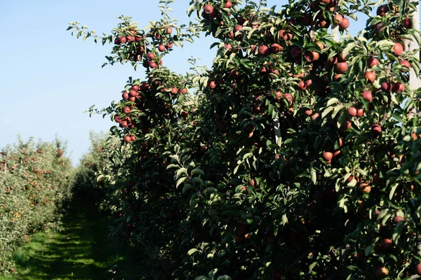 Hamburg 'un yanındaki Eski Topraklarda Elma Hasadı Zamanı