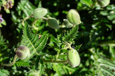 Papaver gelincik çiçeğinin yaprakları ve polenleri