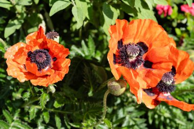 Papaver gelincik çiçeğinin yaprakları ve polenleri