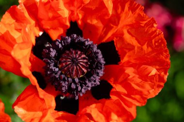 Papaver gelincik çiçeğinin yaprakları ve polenleri