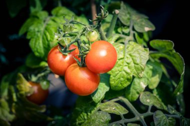Salata veya çorba için domates, Solanum Lycopersicum.