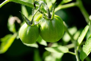 Salata veya çorba için domates, Solanum Lycopersicum.