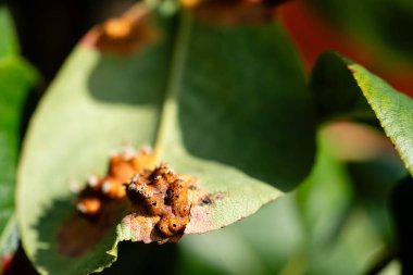 The leaves of the pear tree can be affected by pear rust Gymnosporangium sabinae, a persistent fungus