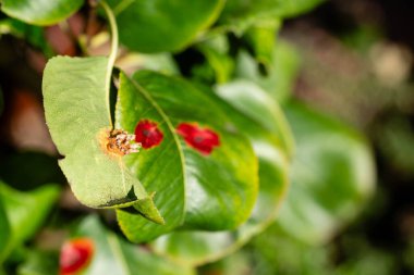 The leaves of the pear tree can be affected by pear rust Gymnosporangium sabinae, a persistent fungus