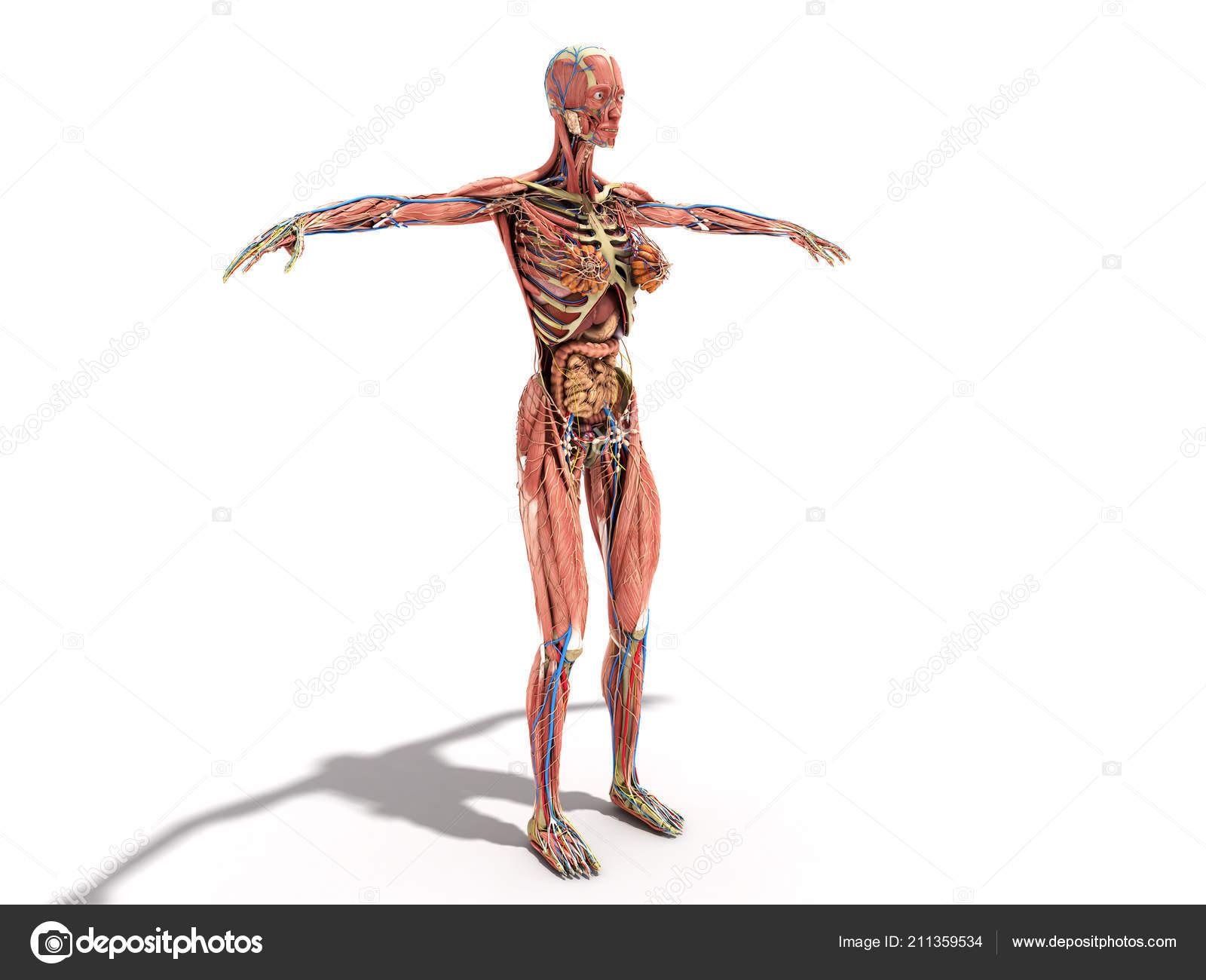 Female Body Anatomy Books Ilustration White Stock Photo Image By C Nosorogua 211359534