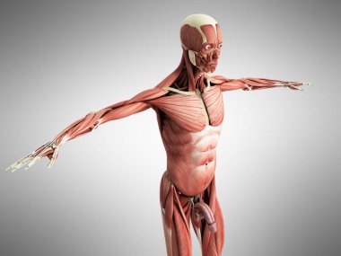 İnsan kas anatomisi Grey 3d render