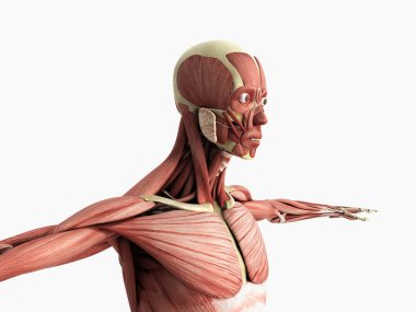 İnsan kas anatomisi beyaz 3d render
