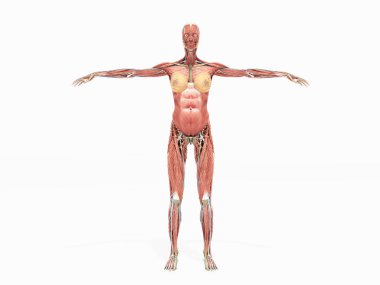 Bir erkek vücut anatomi için beyaz üzerine kitaplar 3d render gölge yok