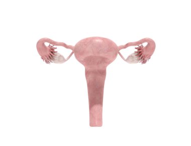 beyaz kadın üreme sistemi 3d render