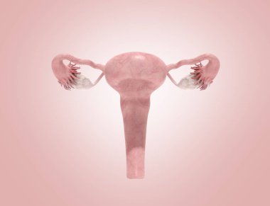 kadın üreme sistemi üzerinde pinc ackground 3d render